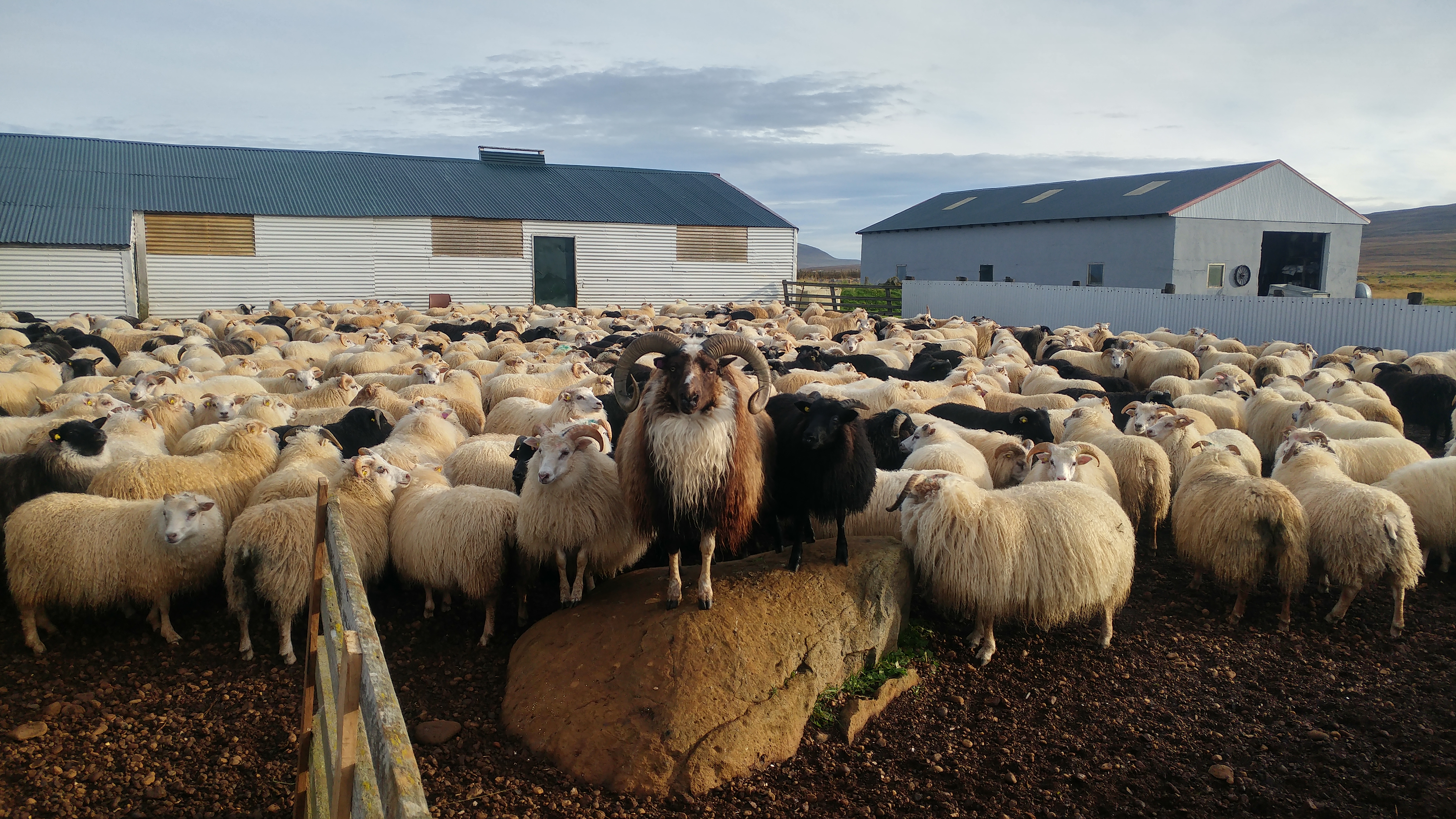 Icelandic sheep