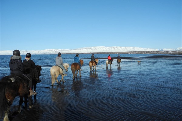 Icelandhorsetours - Helluland - 1